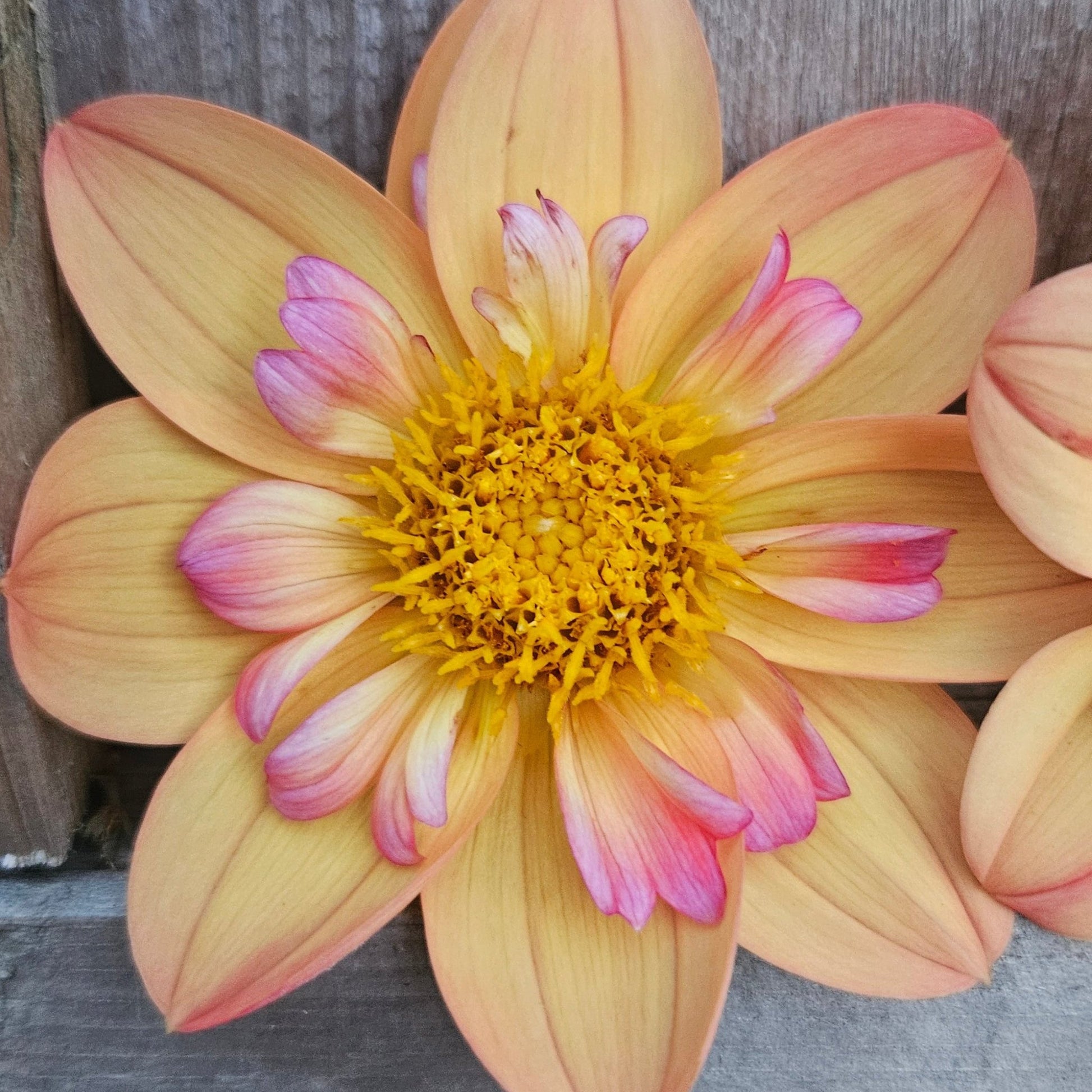 Kelsey Annie Joy - Freese Flower Farm