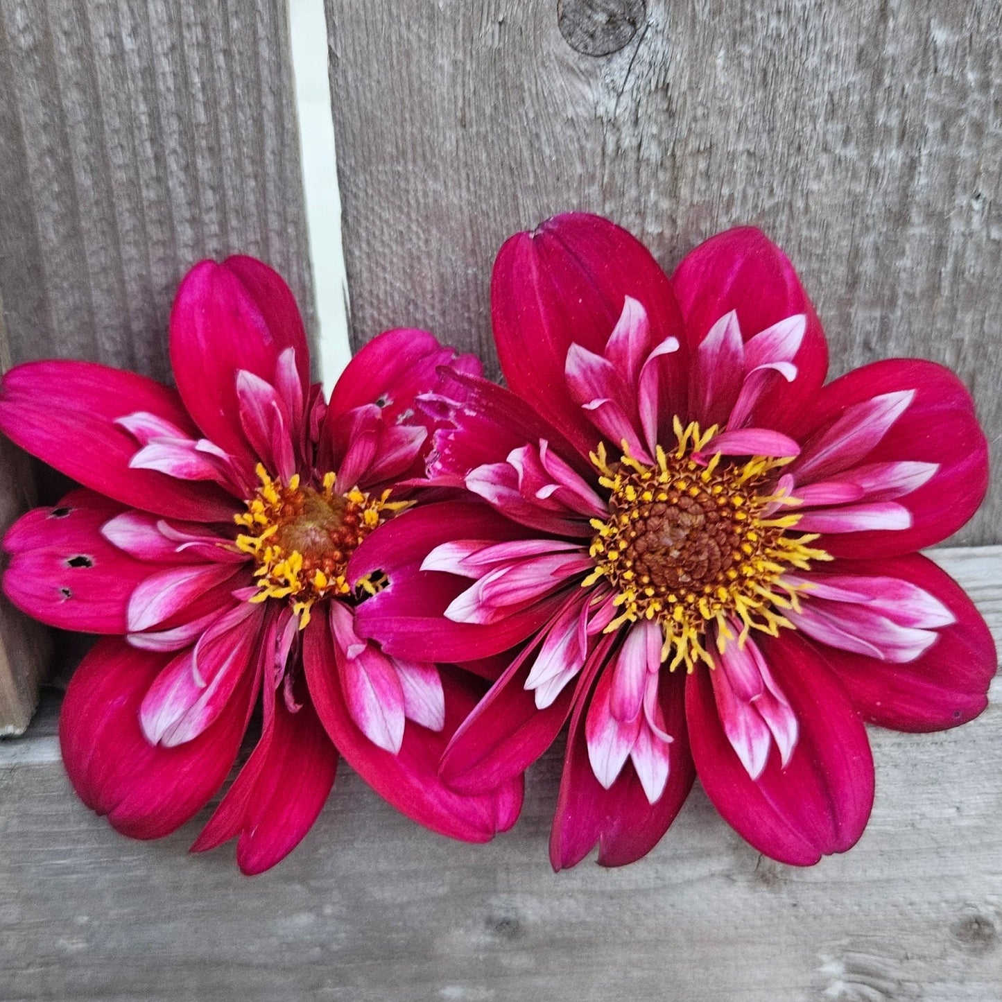 Hootenany - Freese Flower Farm