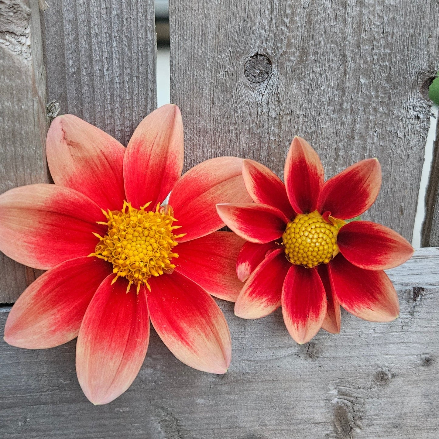 Rae Ann's Peach - Freese Flower Farm