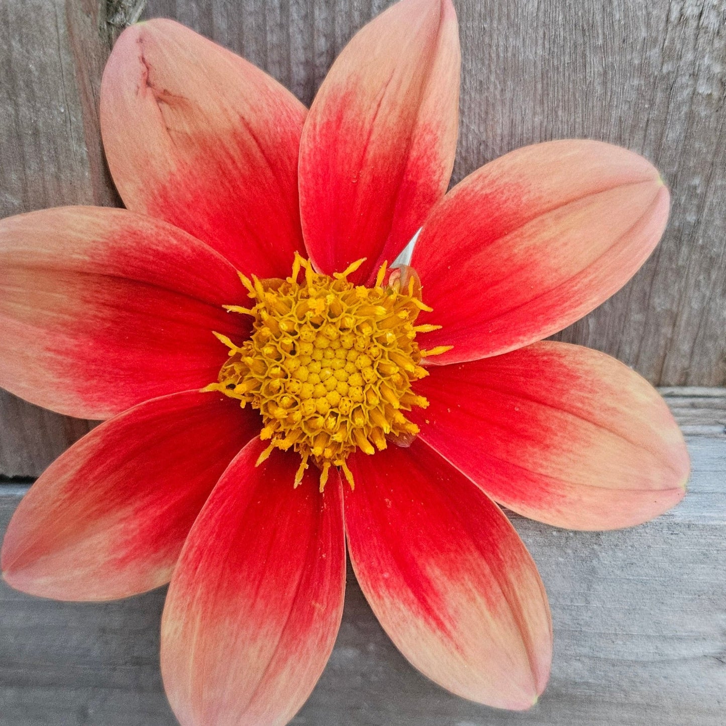 Rae Ann's Peach - Freese Flower Farm