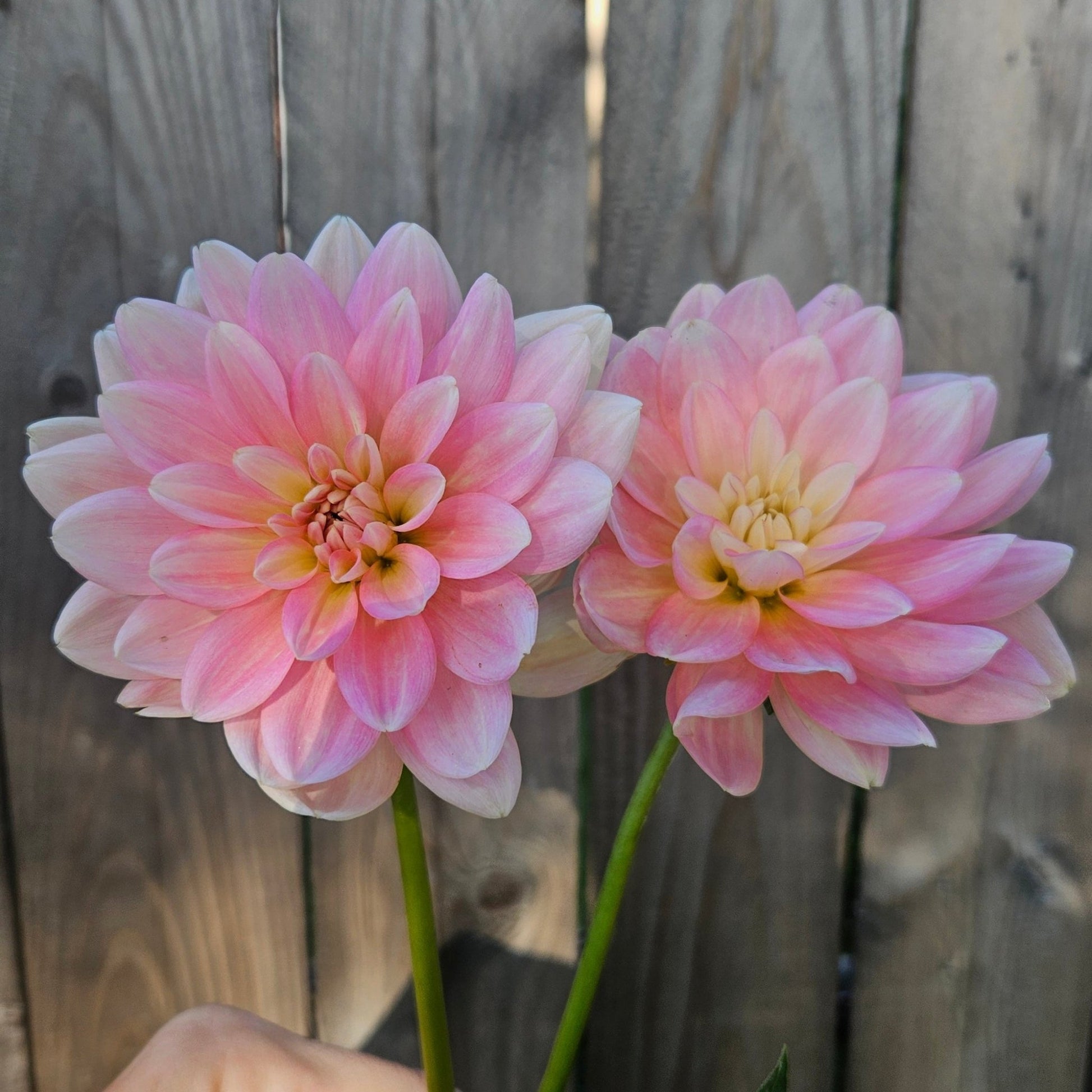 Holly Hill Monet - Freese Flower Farm
