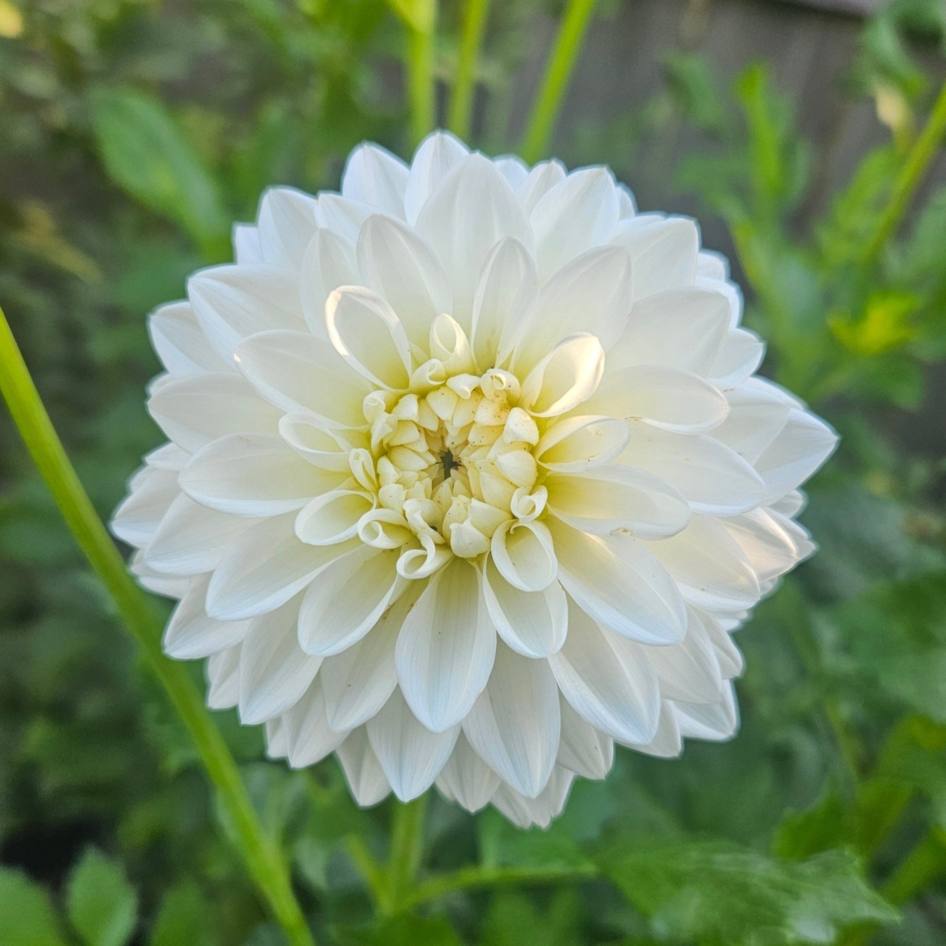 Karma Serena - Freese Flower Farm