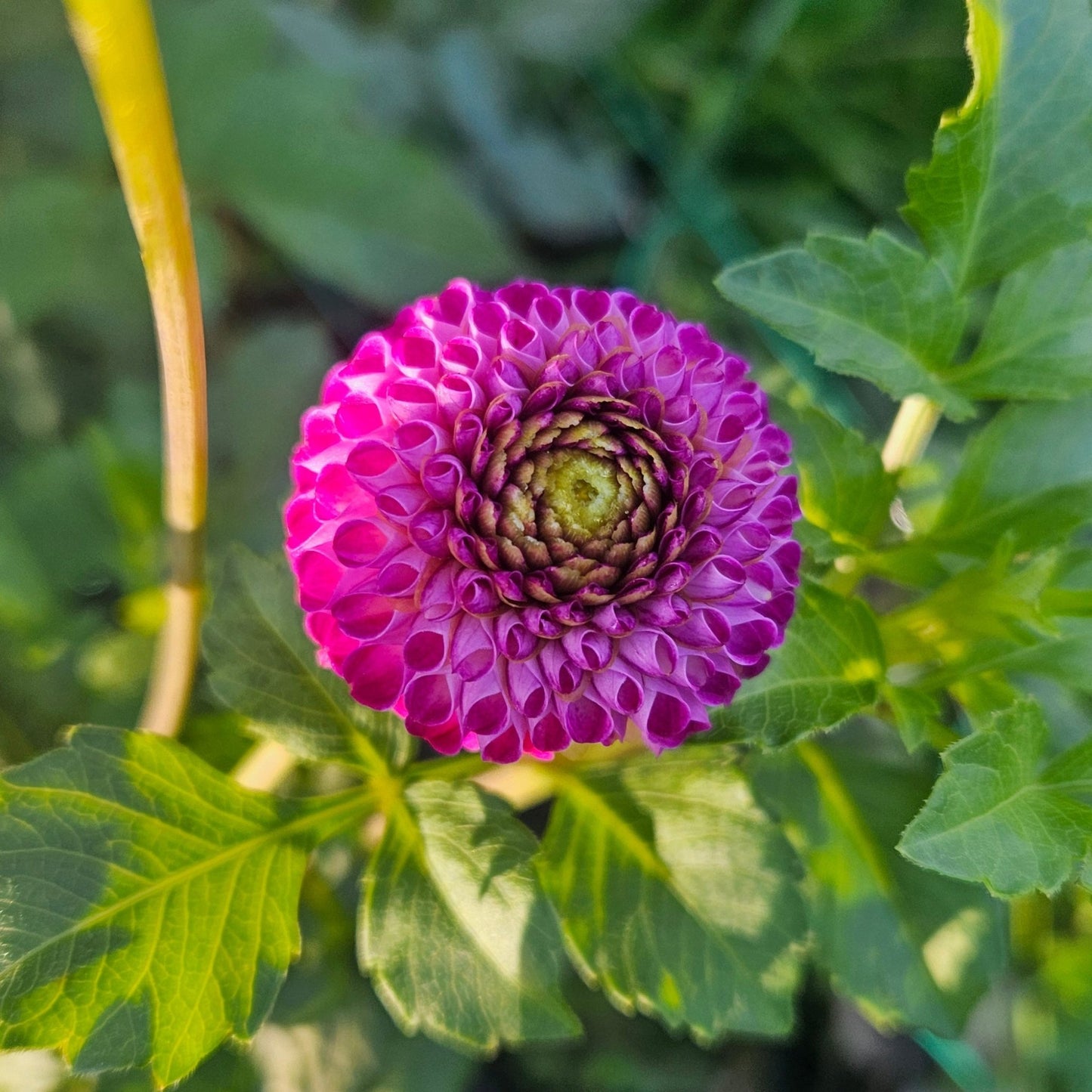 Willow Violet - Freese Flower Farm