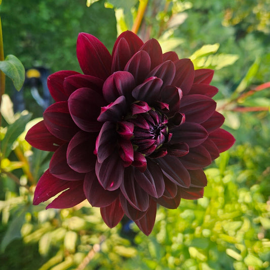 Sam Hopkins - Freese Flower Farm