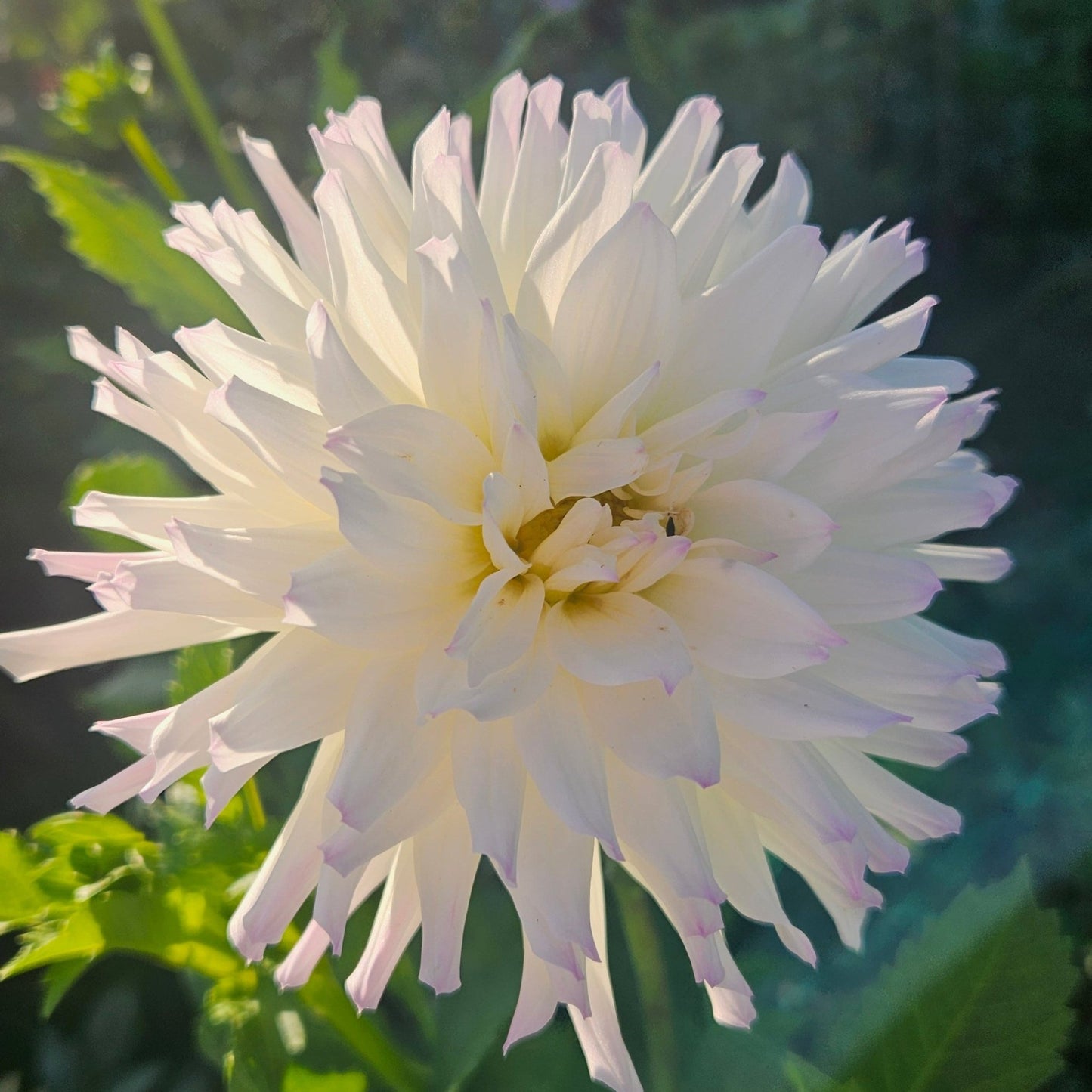 Frozen - Freese Flower Farm