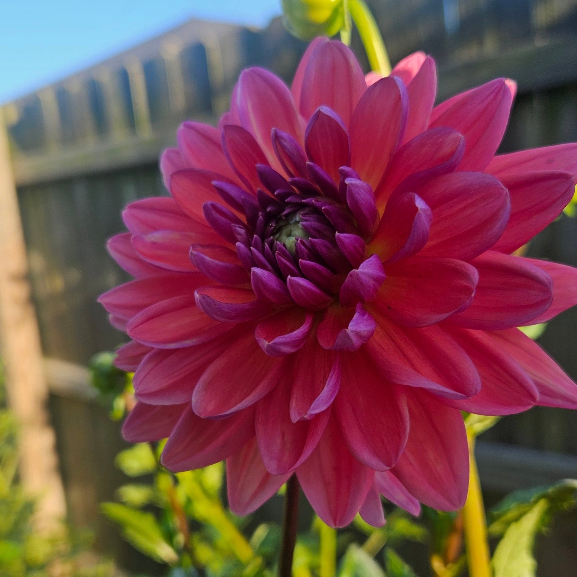 Dutch Pearl - Freese Flower Farm