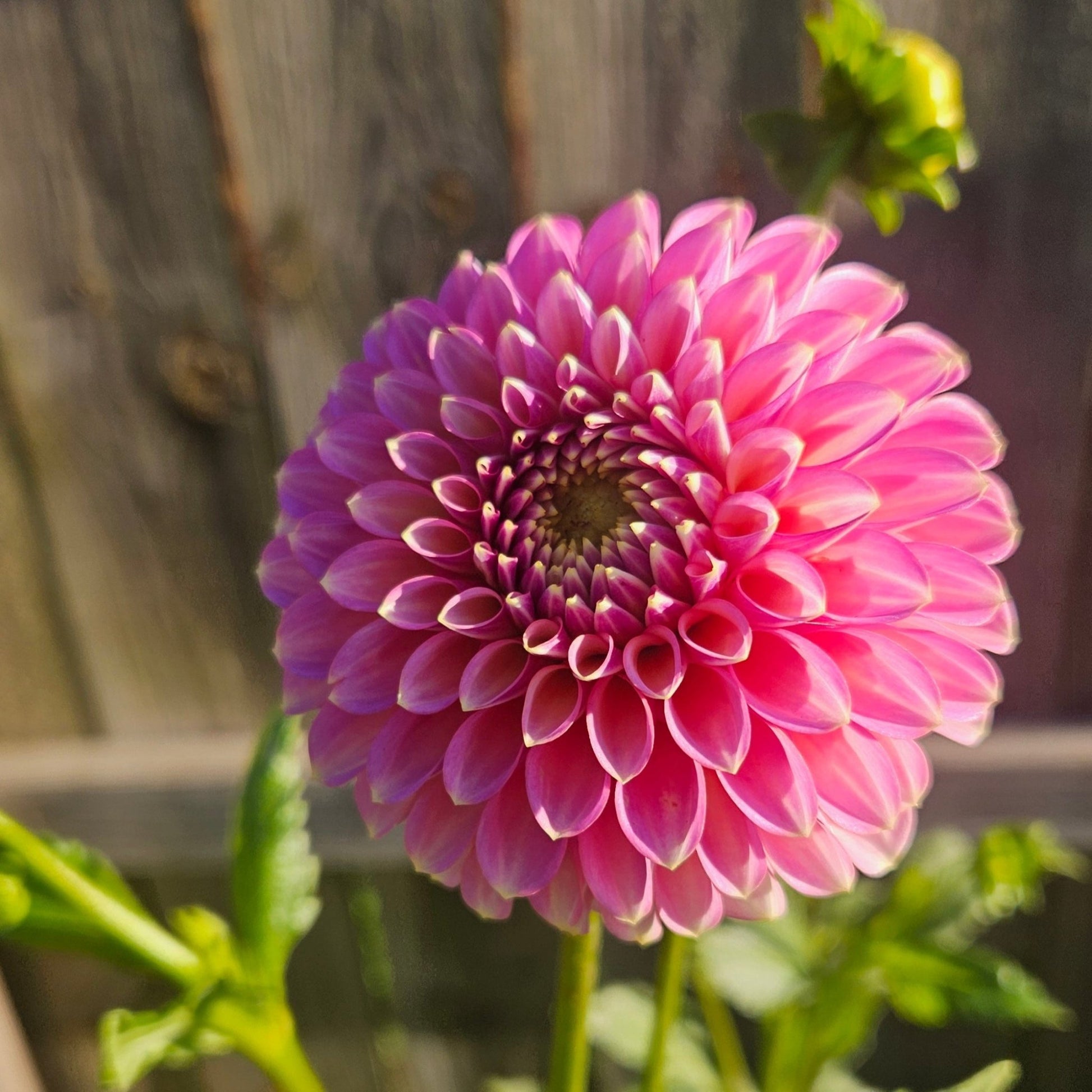 Skipley Spot of Gold - Freese Flower Farm