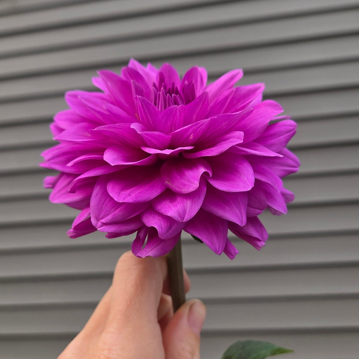 Blue Lagoon - Freese Flower Farm