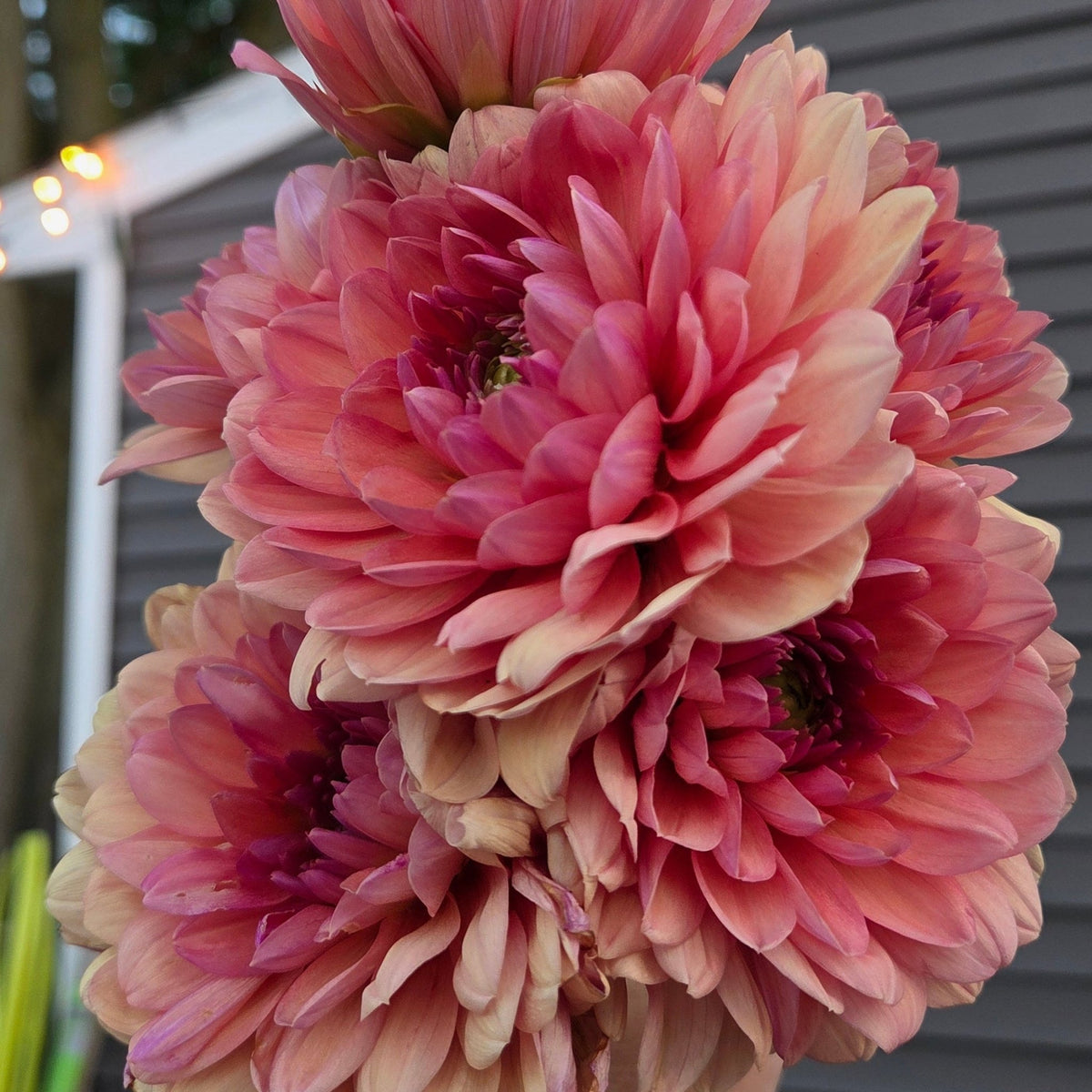 Chateau De La Bourdaisiere - Freese Flower Farm