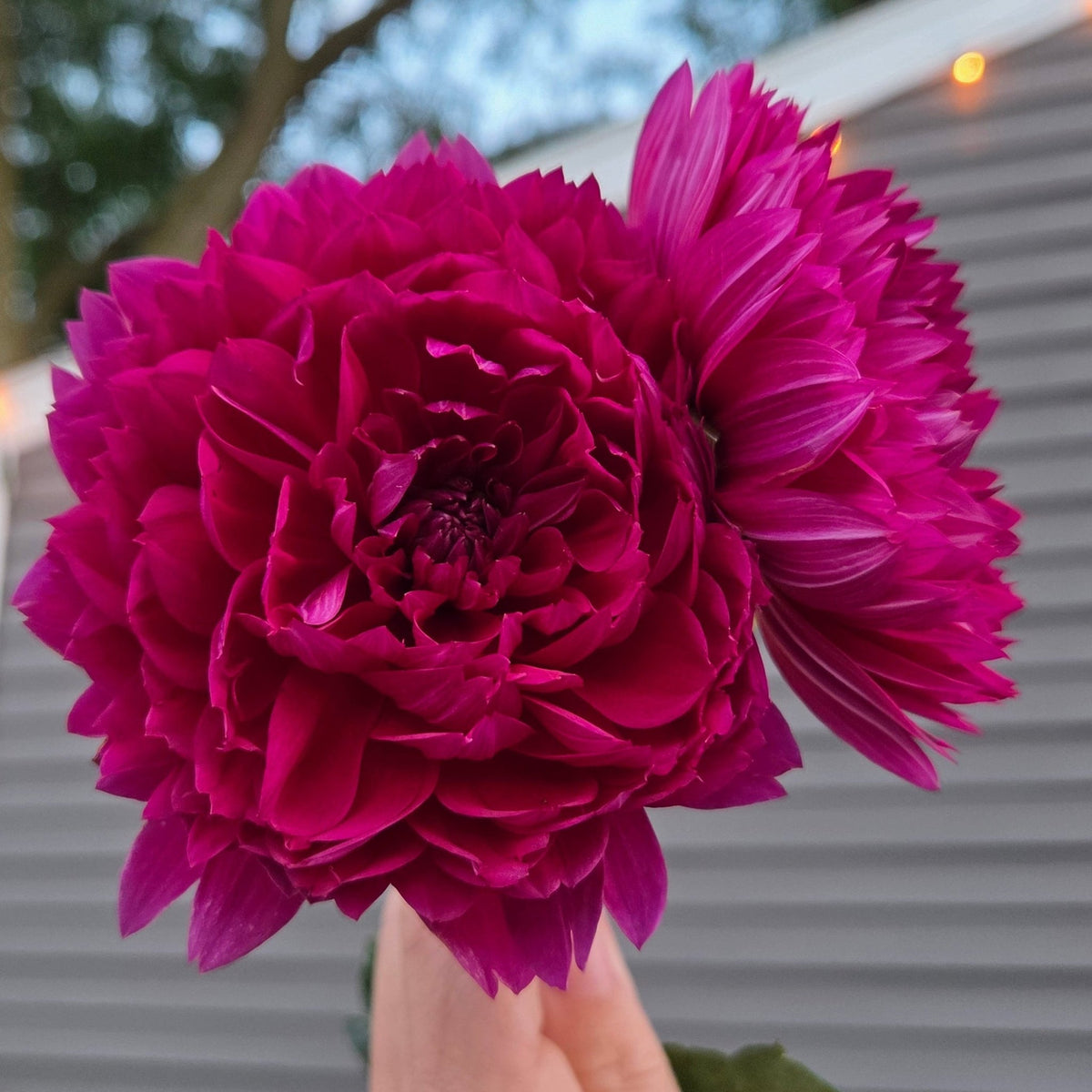 Sandia Nocturne - Freese Flower Farm