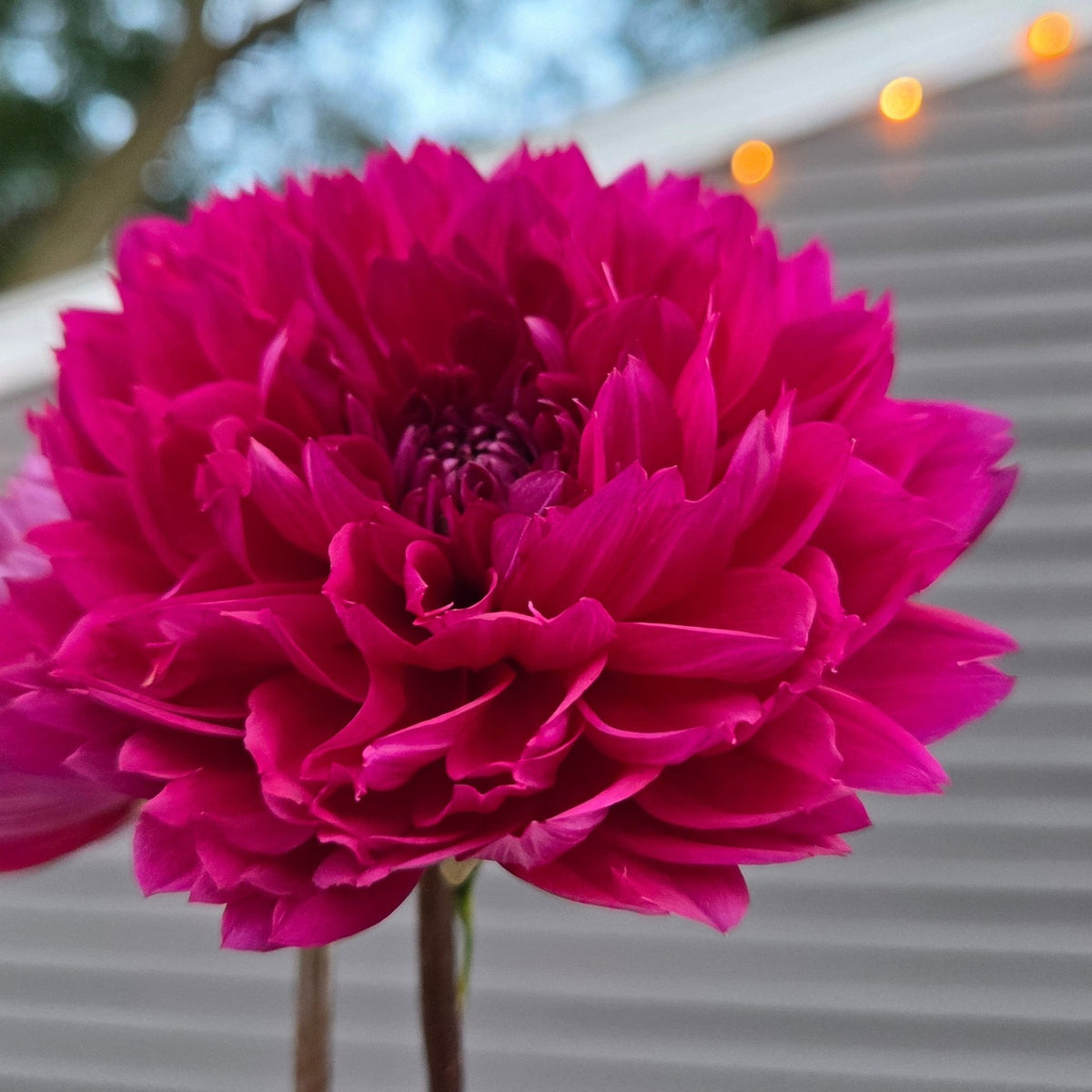 Sandia Nocturne - Freese Flower Farm
