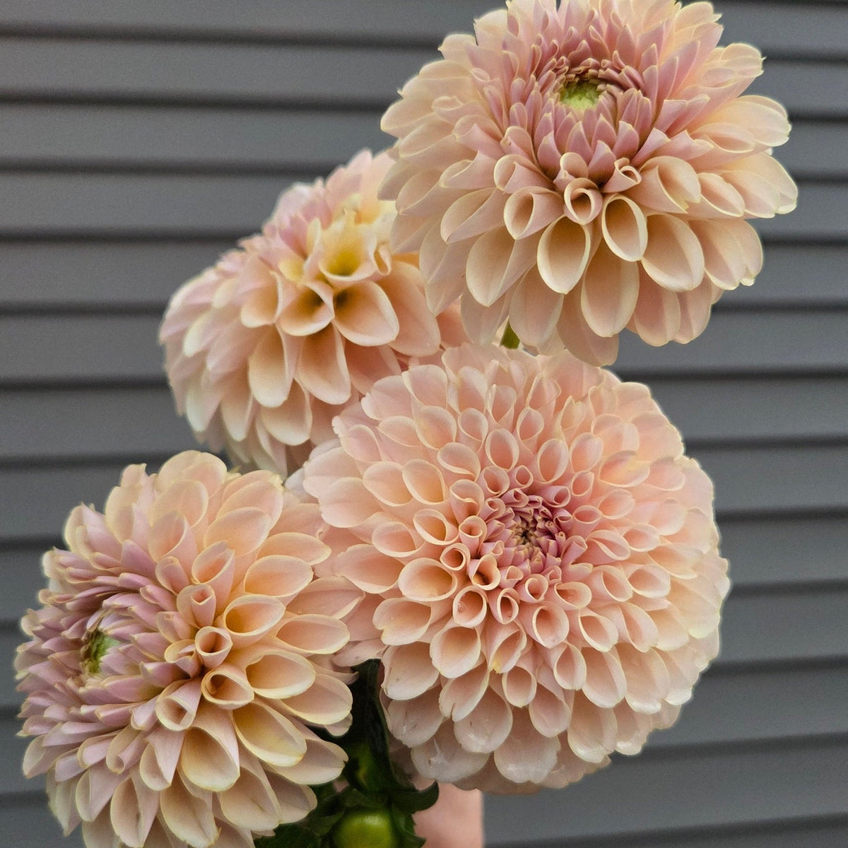 KA's® Cinder Rose - Freese Flower Farm