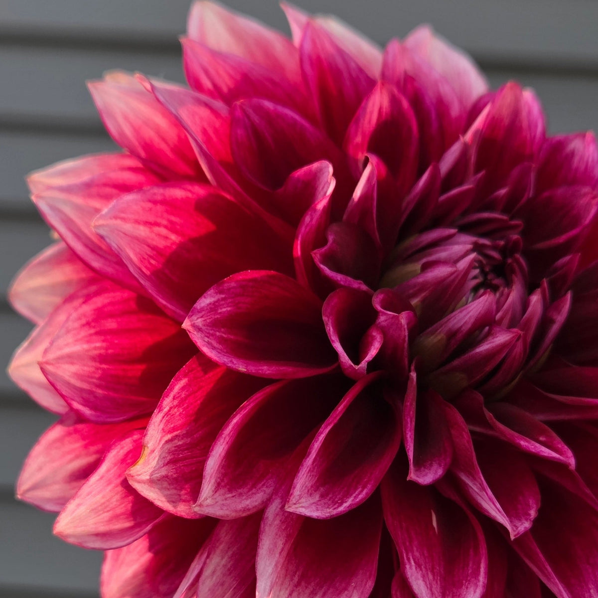 BQ York - Freese Flower Farm