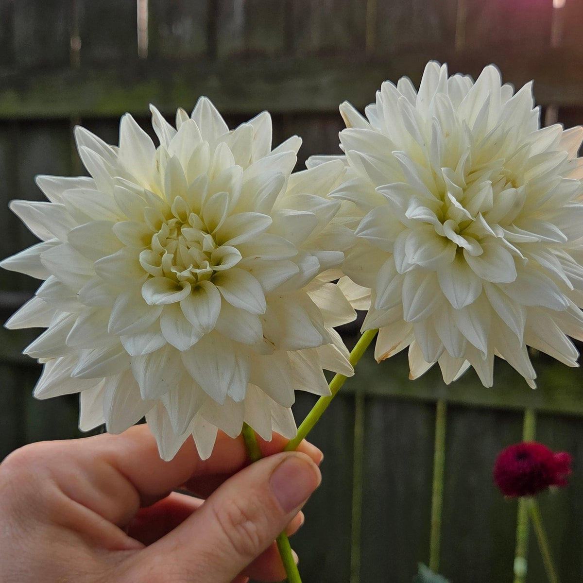 Tahoma Rainier - Freese Flower Farm