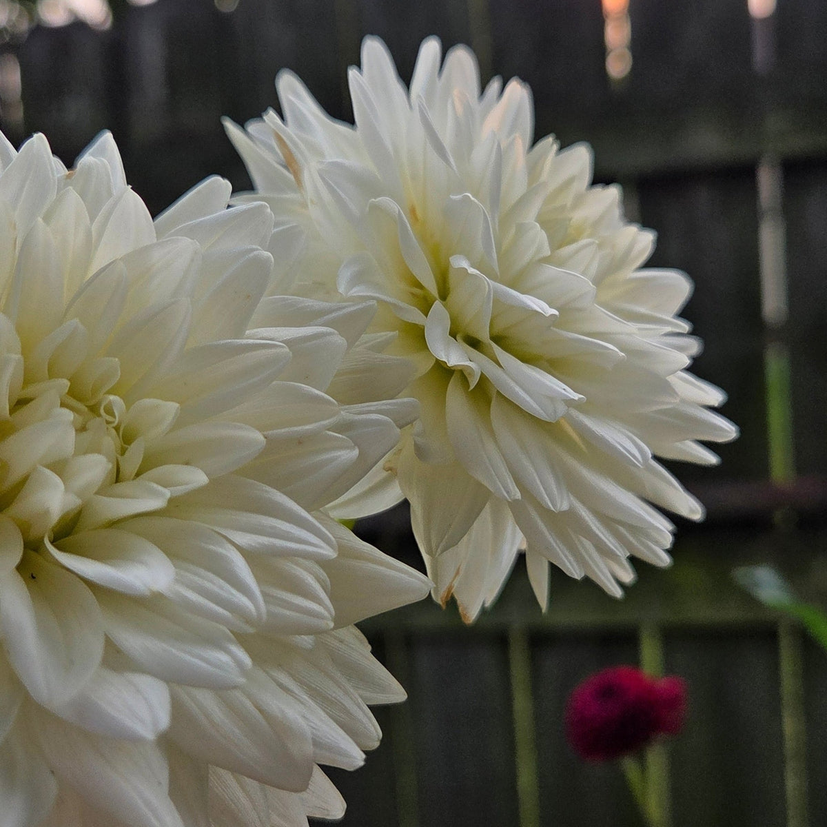 Tahoma Rainier - Freese Flower Farm