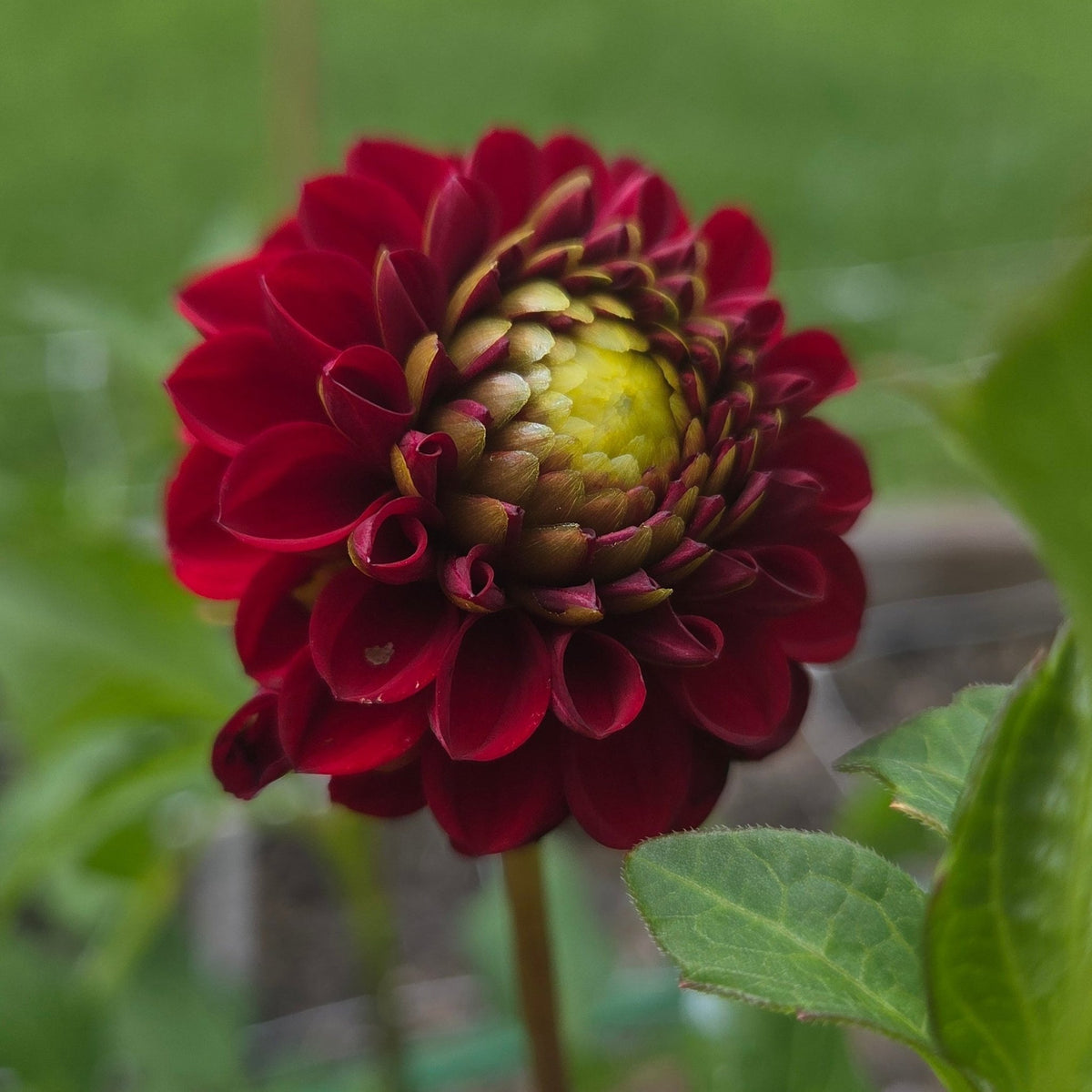 Barbary Bingo - Freese Flower Farm