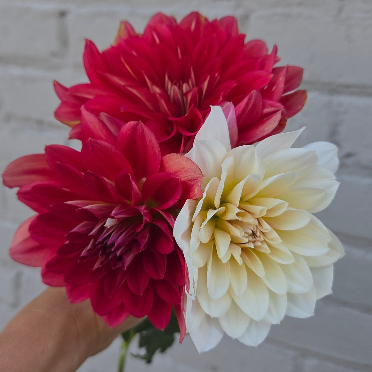 HH Snowfire - Freese Flower Farm