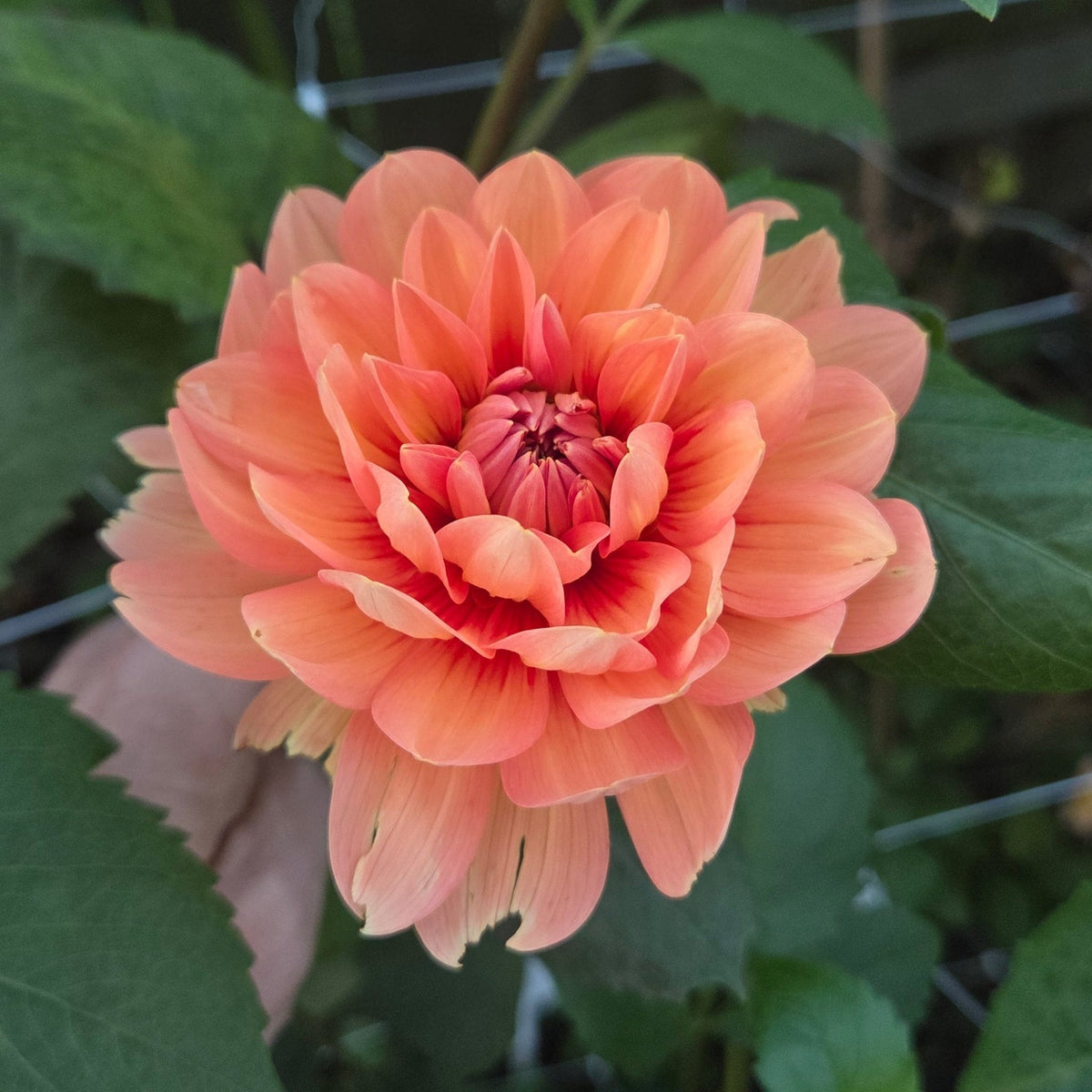 Nicholas - Freese Flower Farm