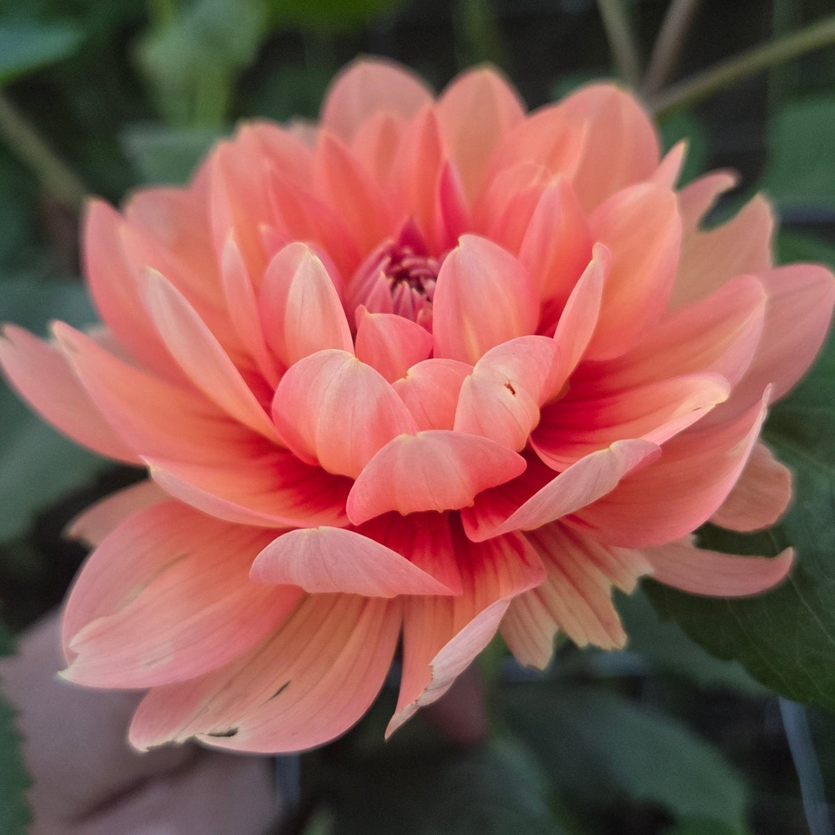 Nicholas - Freese Flower Farm