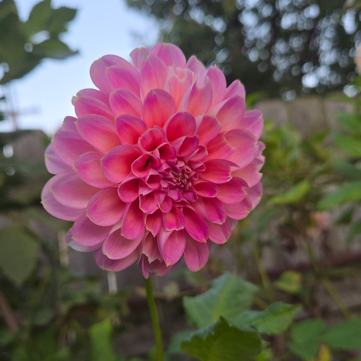 Kamille's Shortcake - Freese Flower Farm