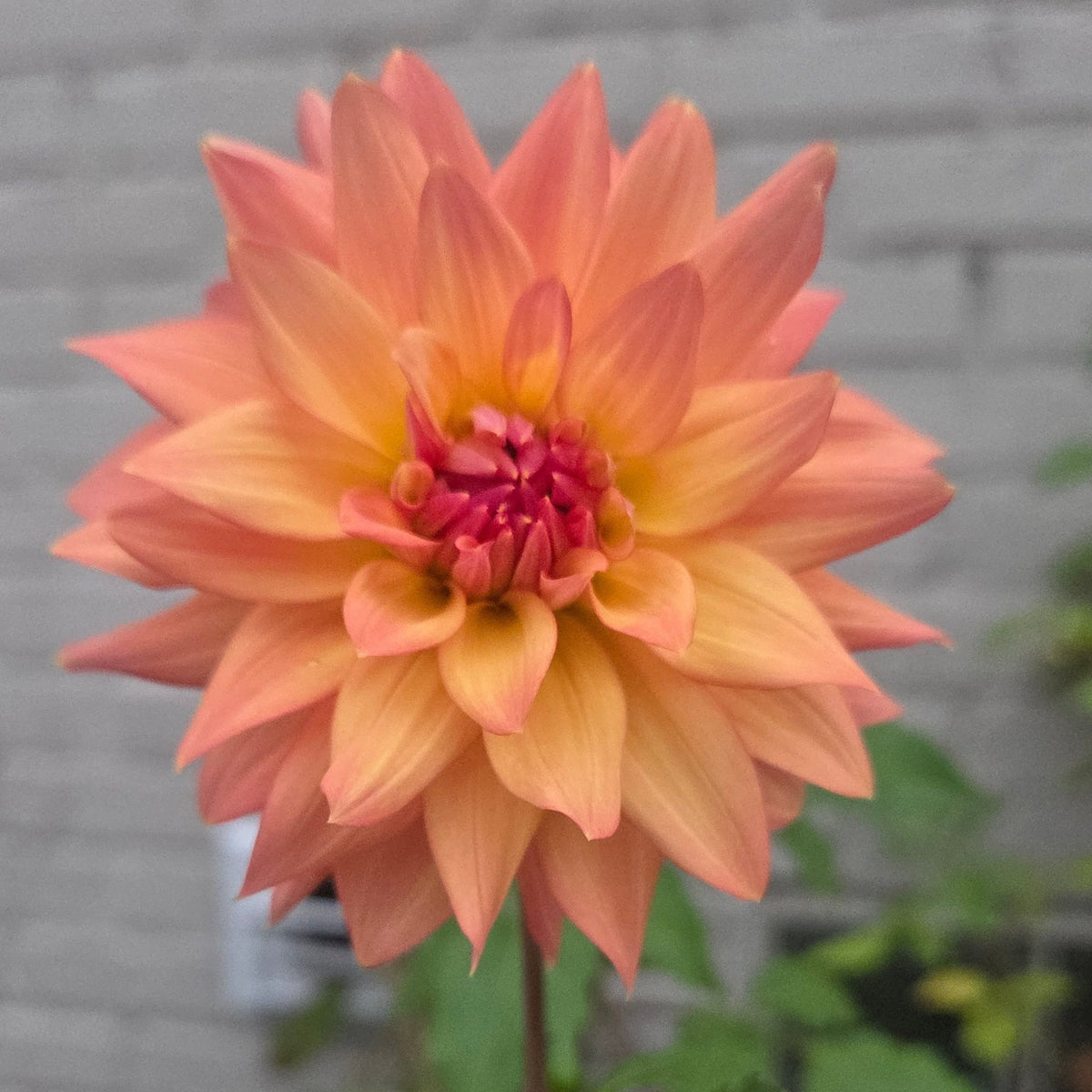 Florelie Seastar - Freese Flower Farm
