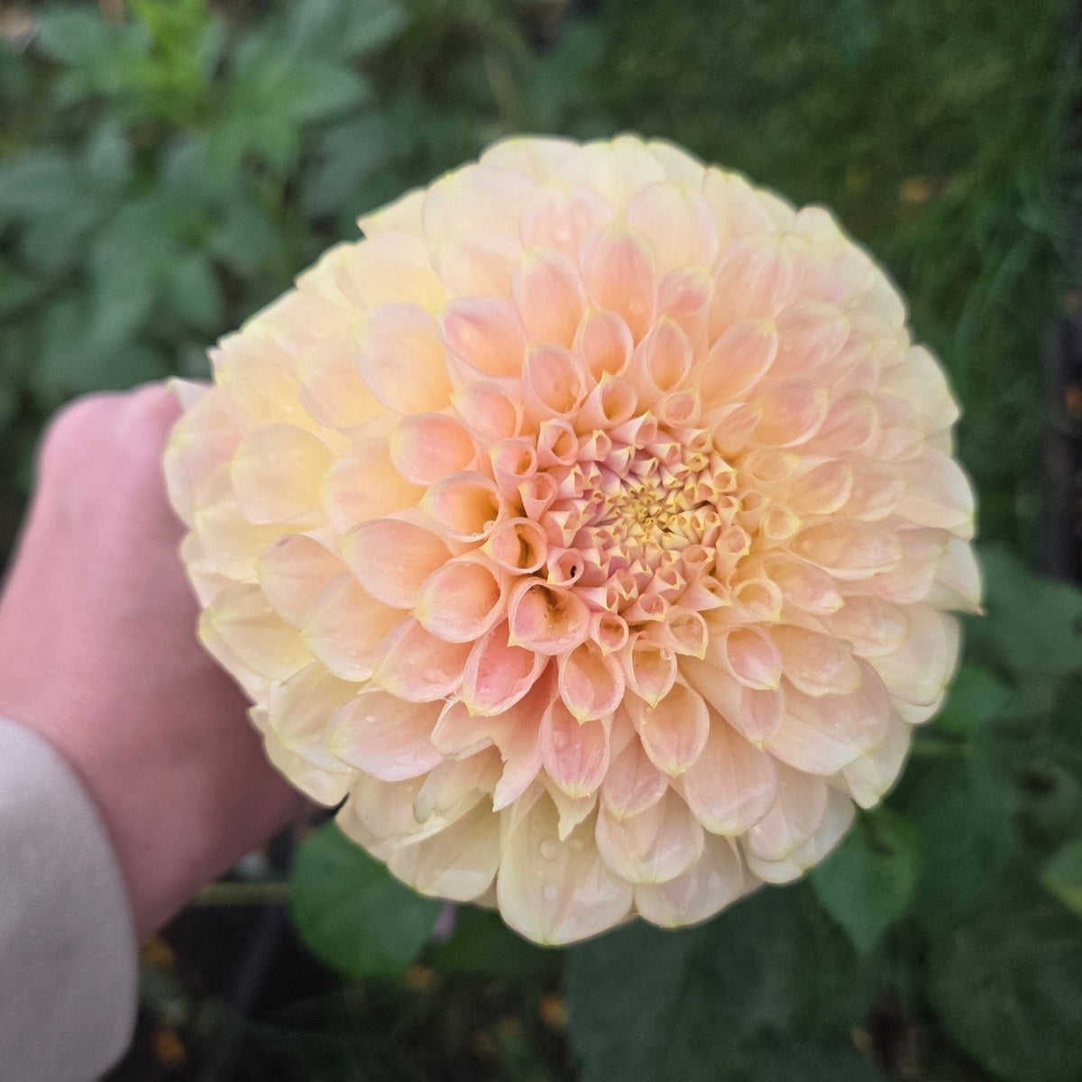Coorabell Moonglow - Freese Flower Farm