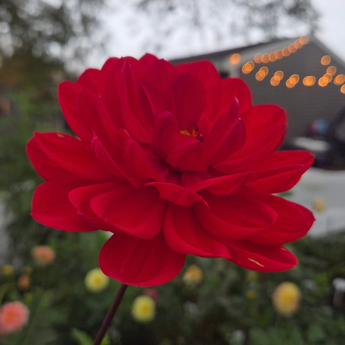 Hollyhill Ruby Rose - Freese Flower Farm