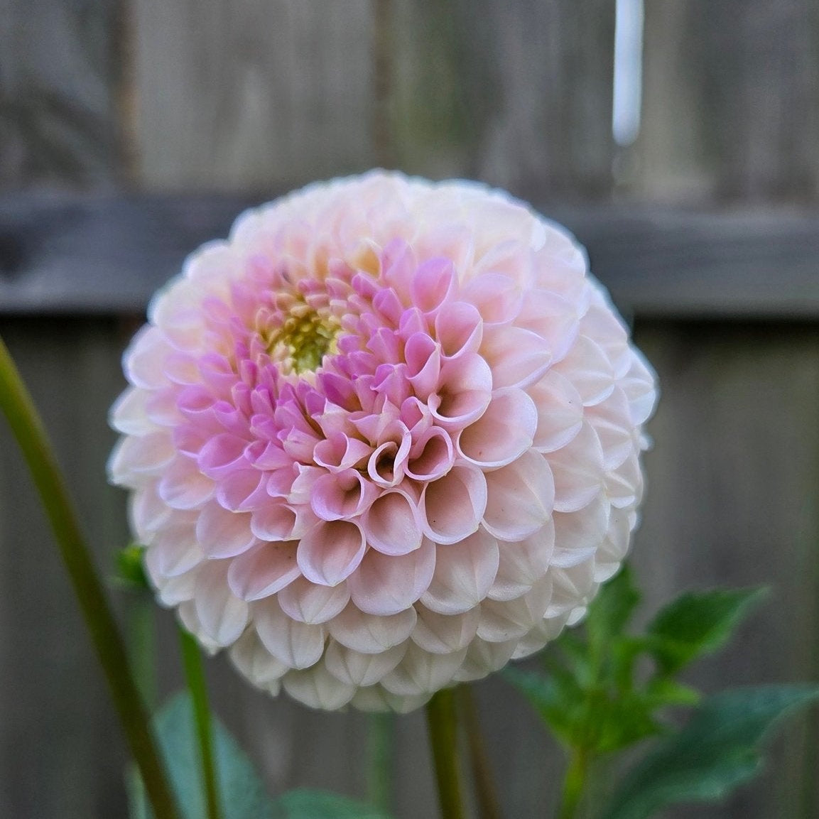 20th Ave. Delicada - Freese Flower Farm