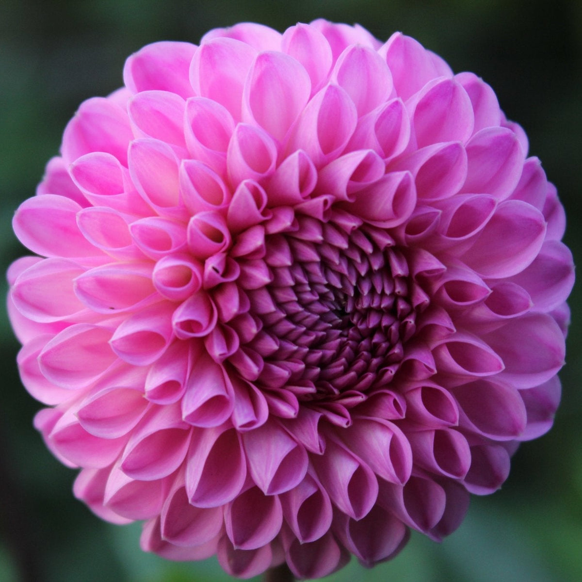 20th Ave. For Mom - Freese Flower Farm