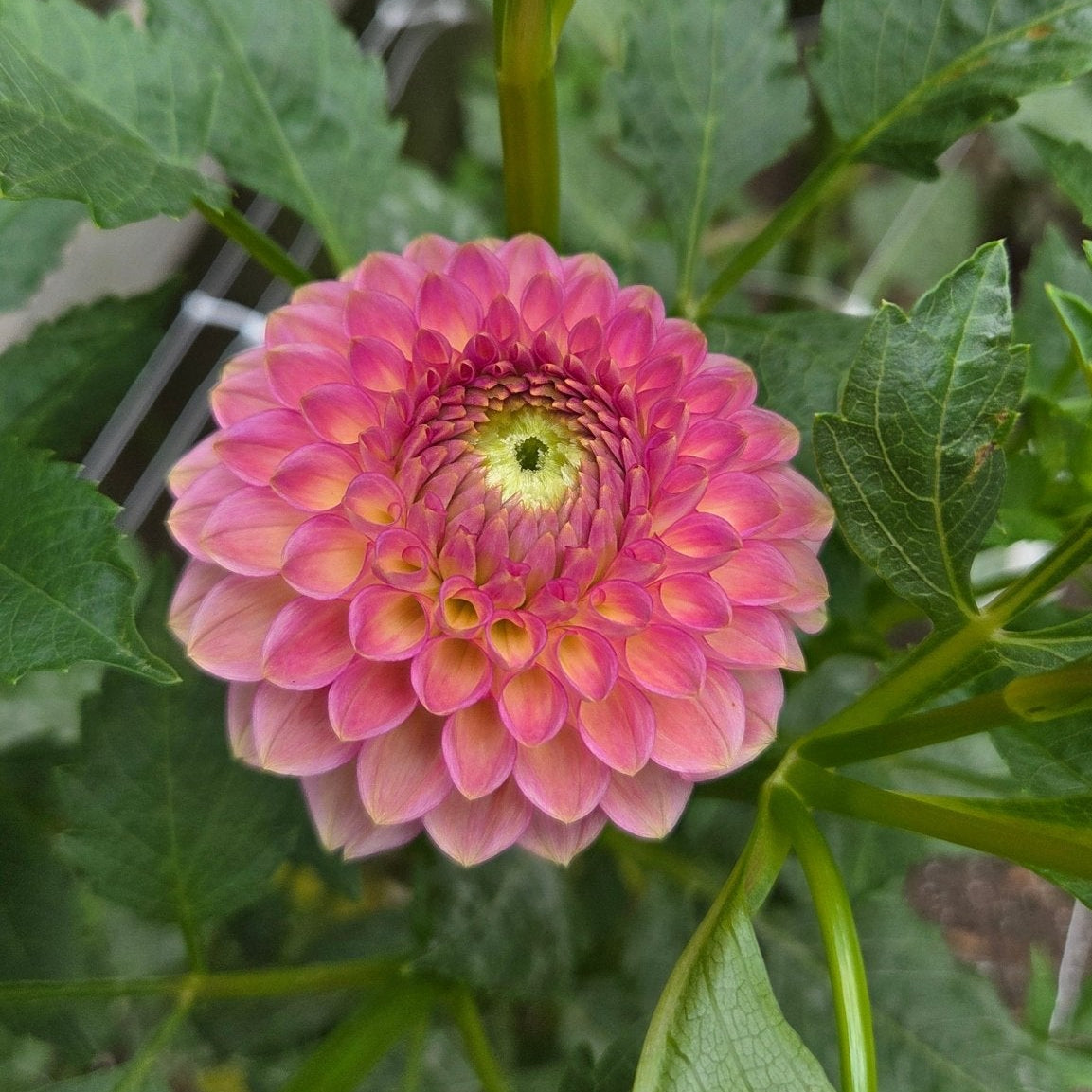 20th Ave. Softer Peach - Freese Flower Farm