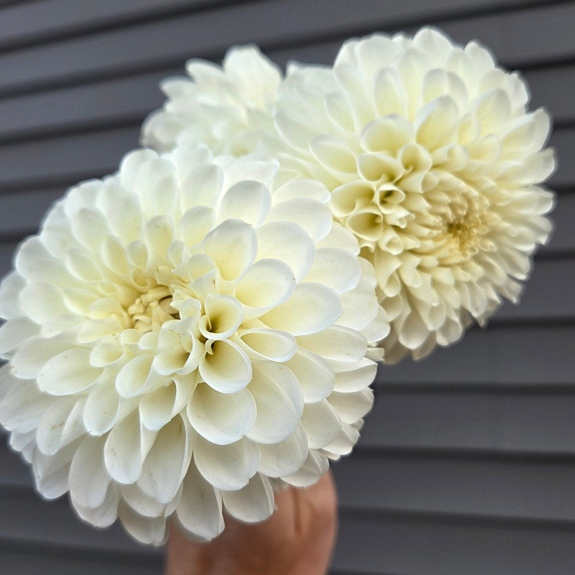 20th Ave. & Baker Rd. - Freese Flower Farm