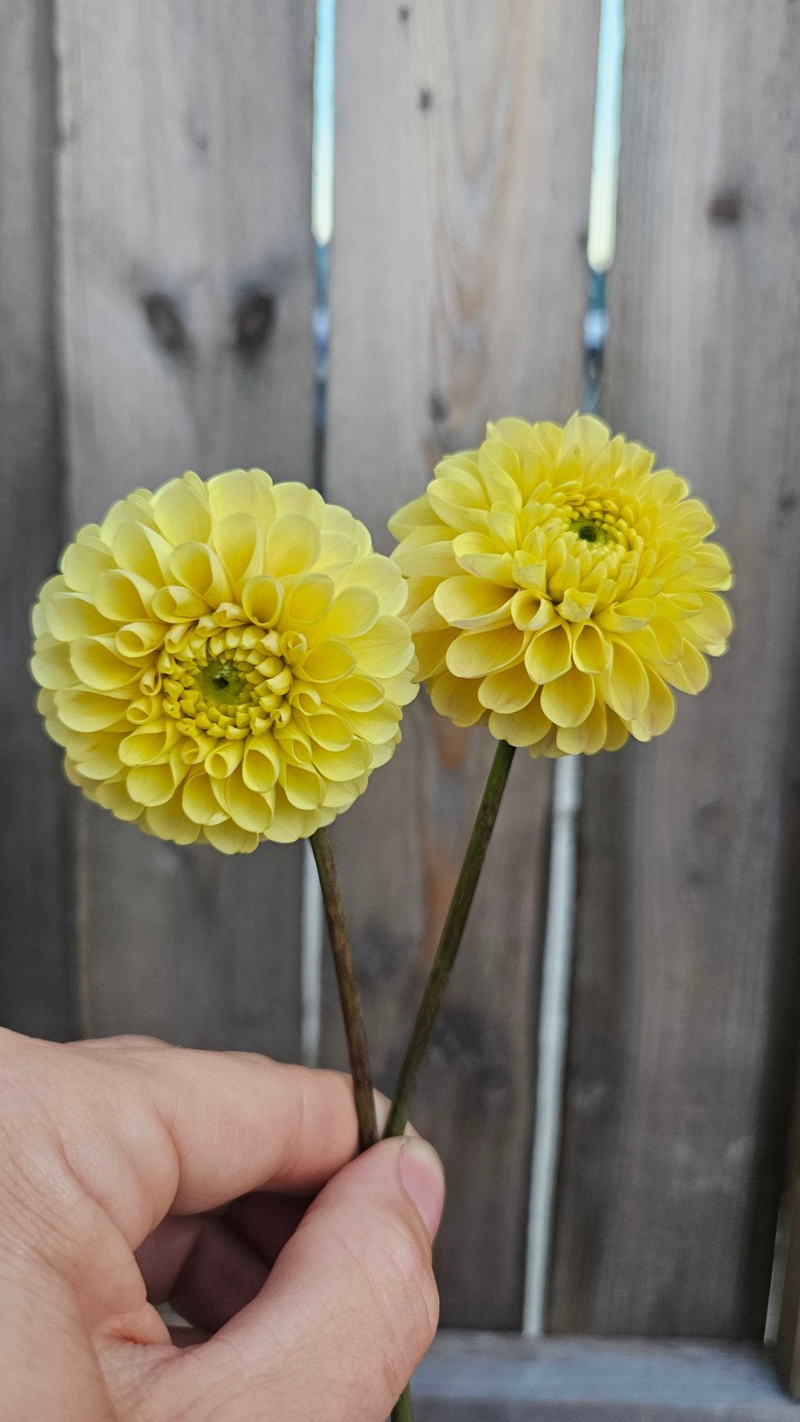 20th Ave. Gwen - Freese Flower Farm