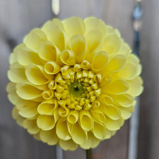 20th Ave. Gwen - Freese Flower Farm