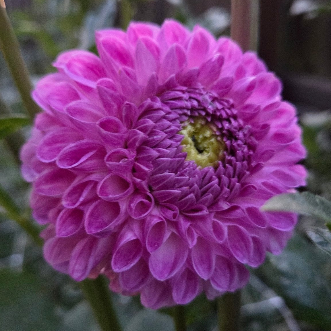 20th Ave. Morning Mist - Freese Flower Farm