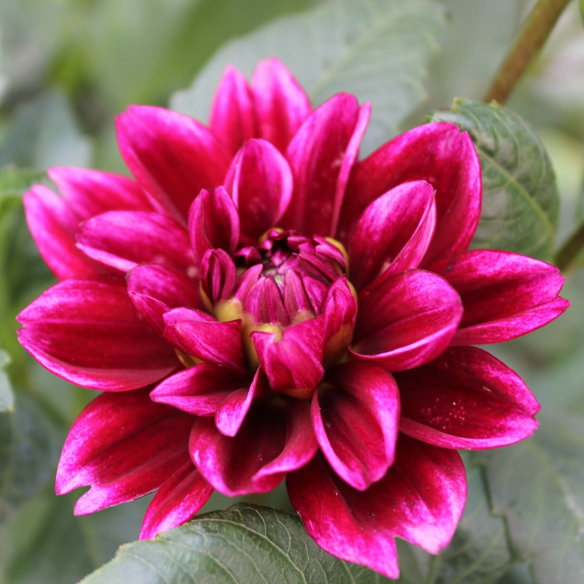 Asphasia - Freese Flower Farm