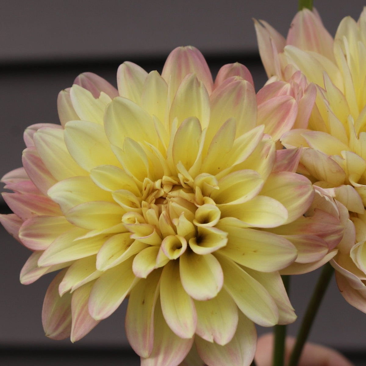 Burfoot Lotus - Freese Flower Farm