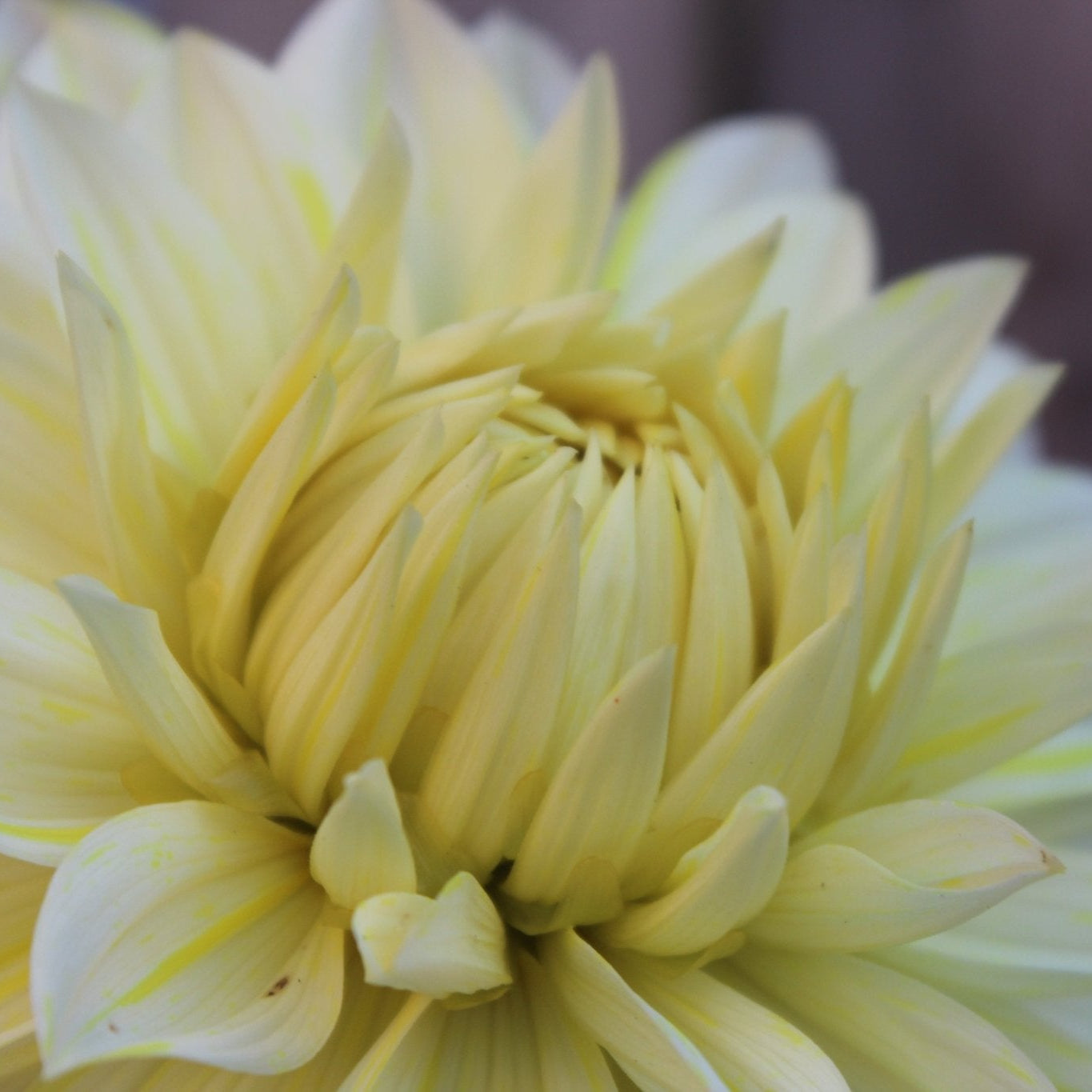 La Luna - Freese Flower Farm