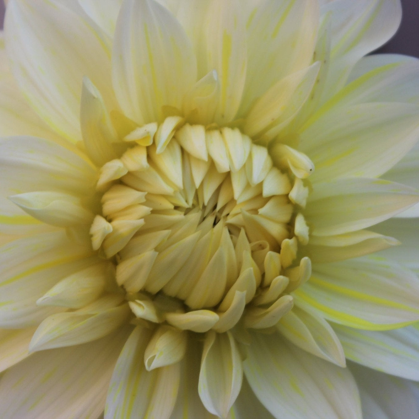 La Luna - Freese Flower Farm