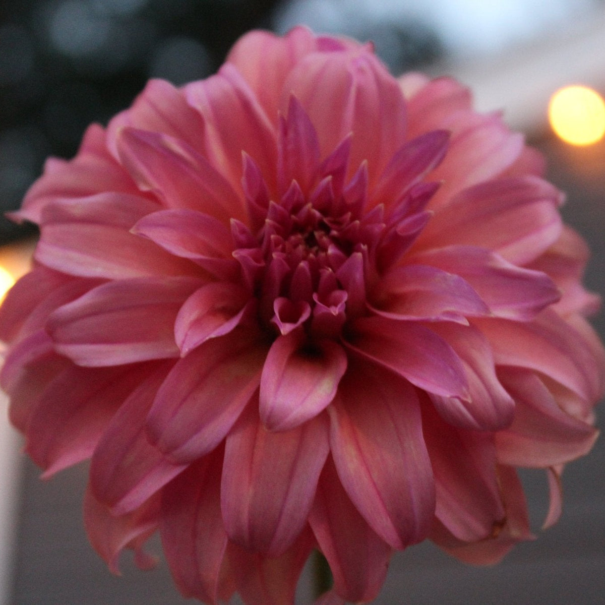 BQ Innate - Freese Flower Farm