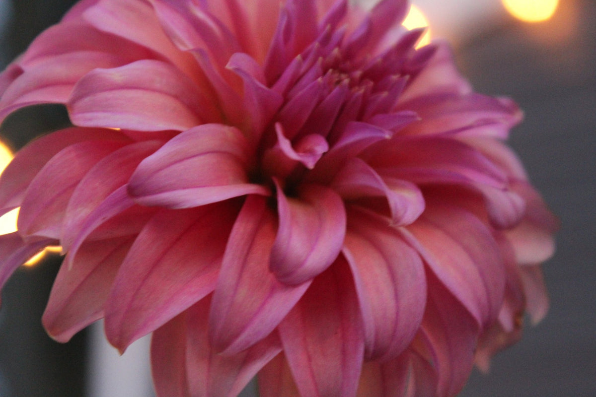 BQ Innate - Freese Flower Farm