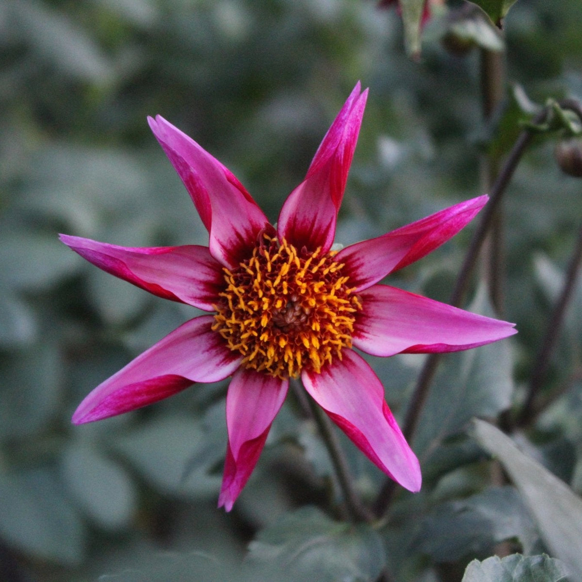 BQ Trophy - Freese Flower Farm