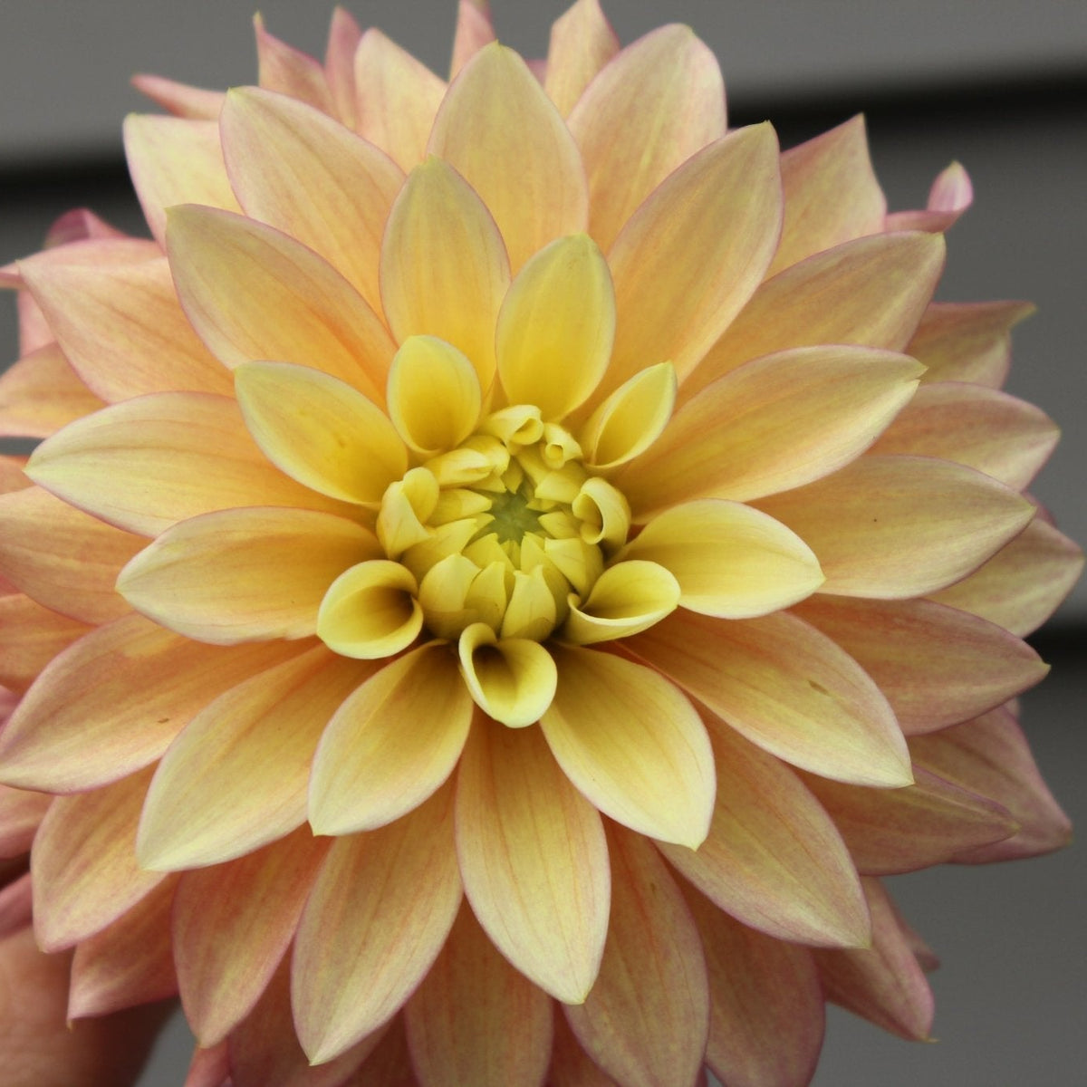 BQ Vigor - Freese Flower Farm