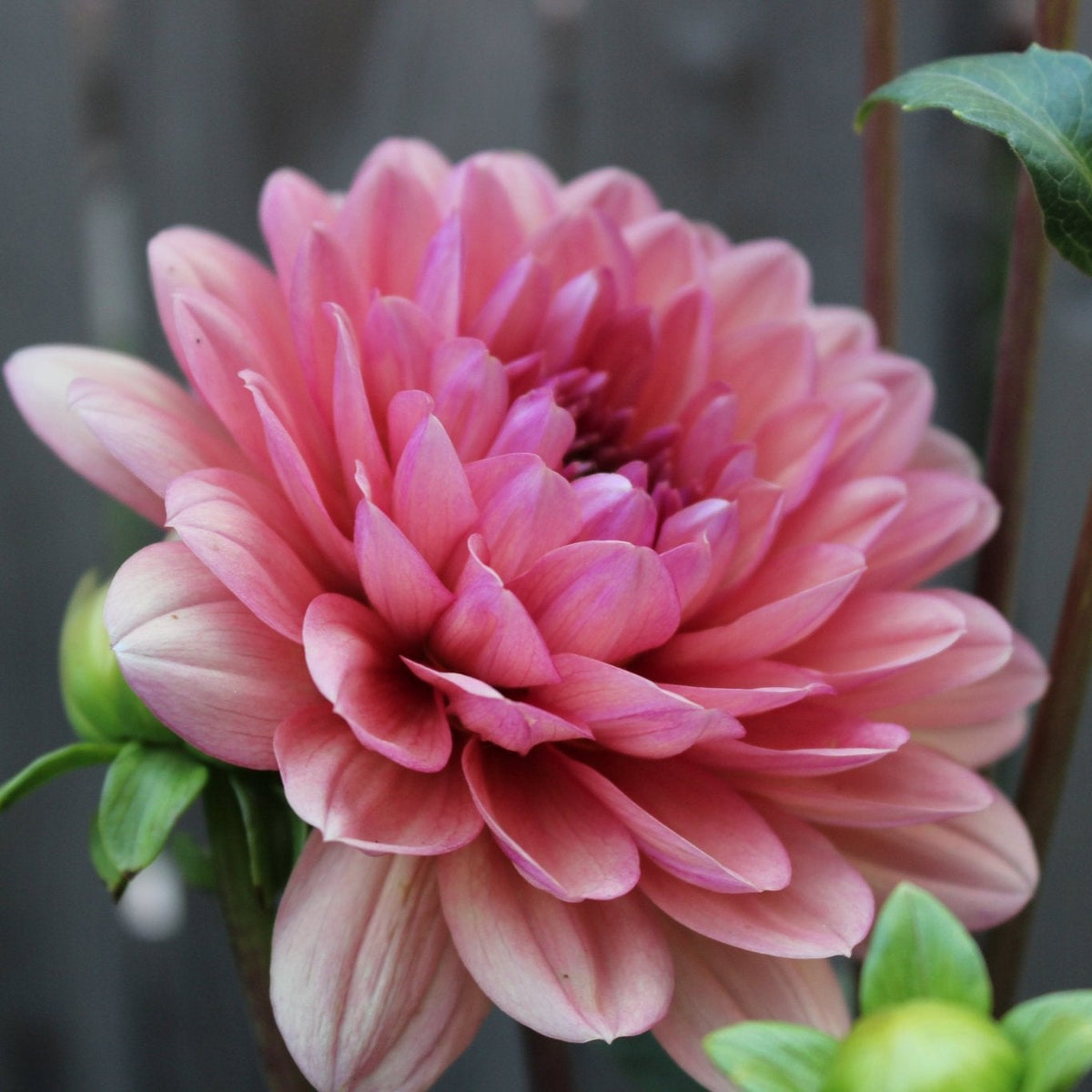 Chateau De La Bourdaisiere - Freese Flower Farm
