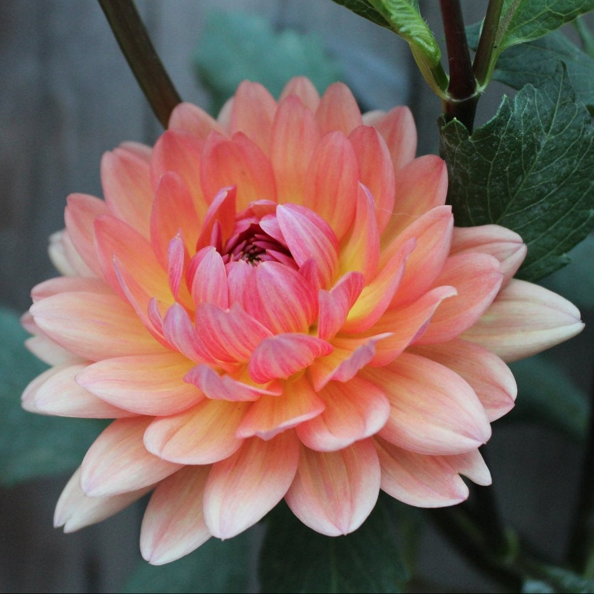 Cheerleader - Freese Flower Farm