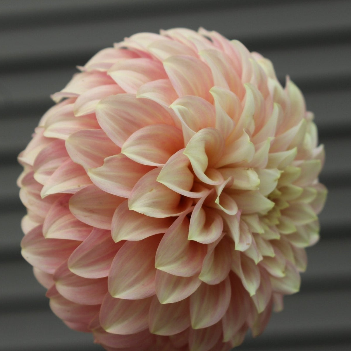 Coorabell Jessie - Freese Flower Farm