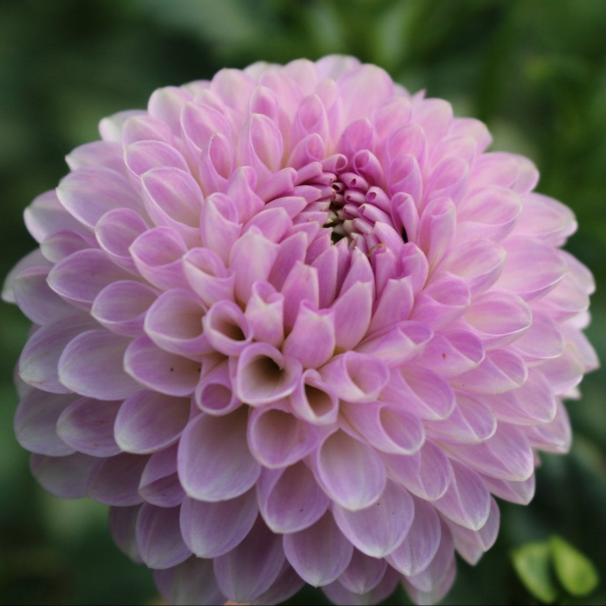Coorabell Zoe - Freese Flower Farm