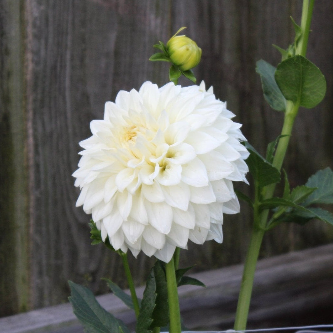 CT Early Girl - Freese Flower Farm