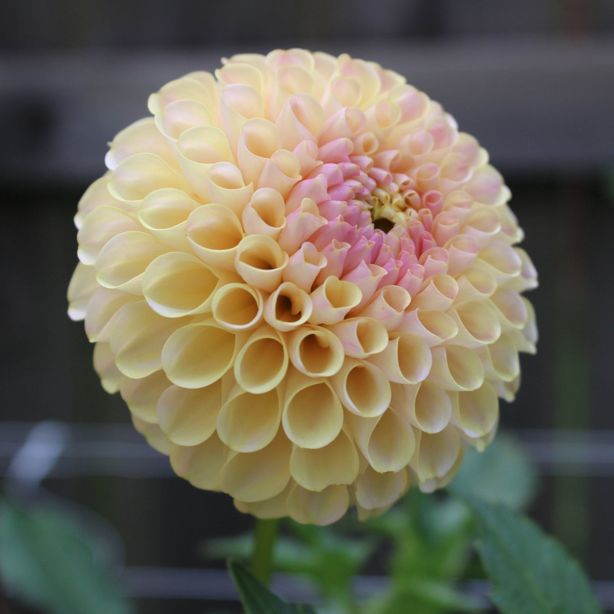 20th Ave. Gwen - Freese Flower Farm