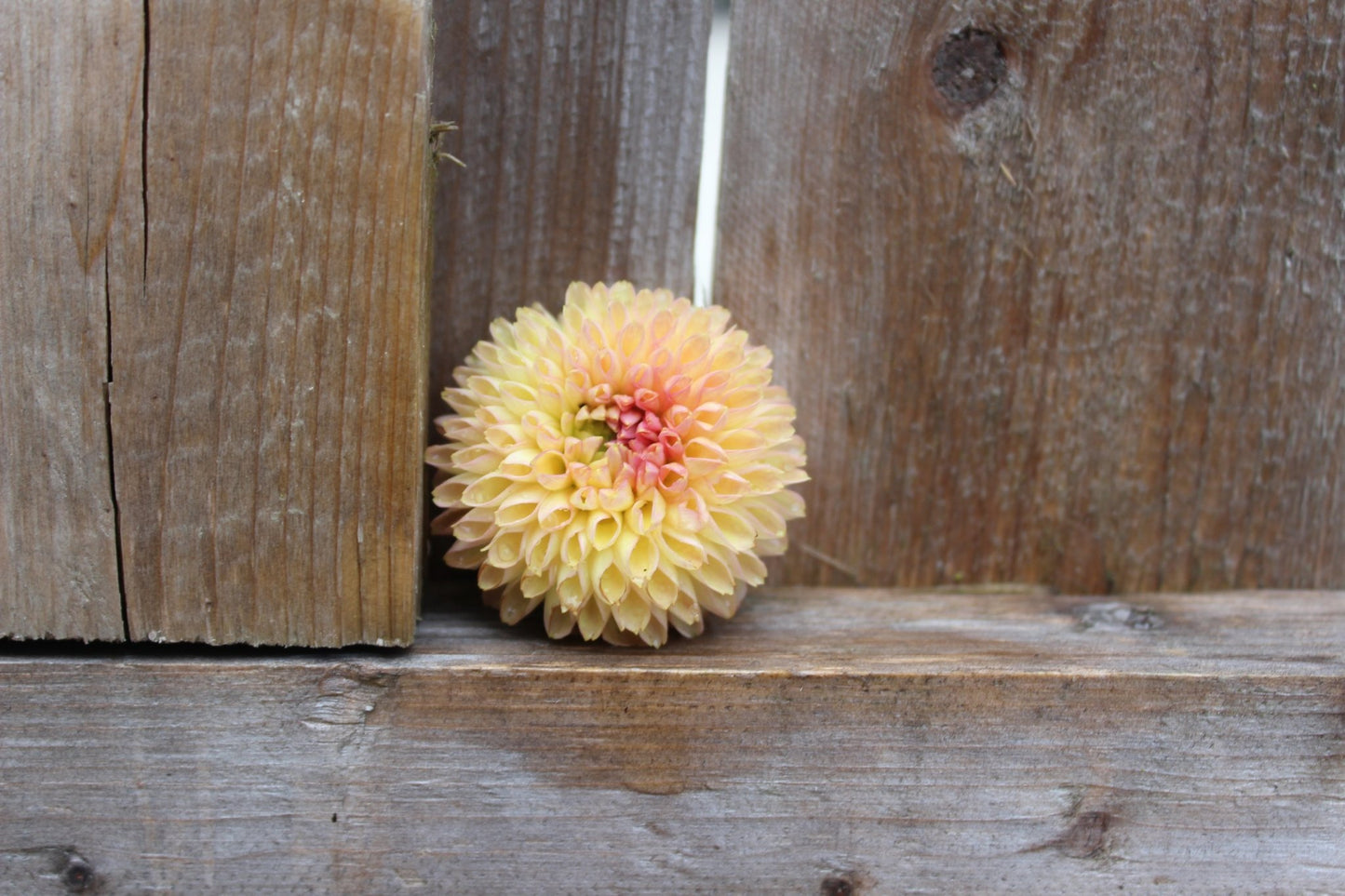 Ginger Willow - Freese Flower Farm