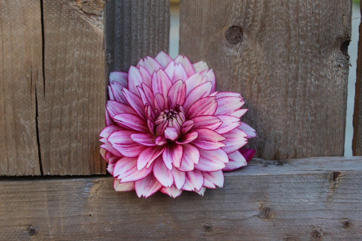 Hemisphere - Freese Flower Farm